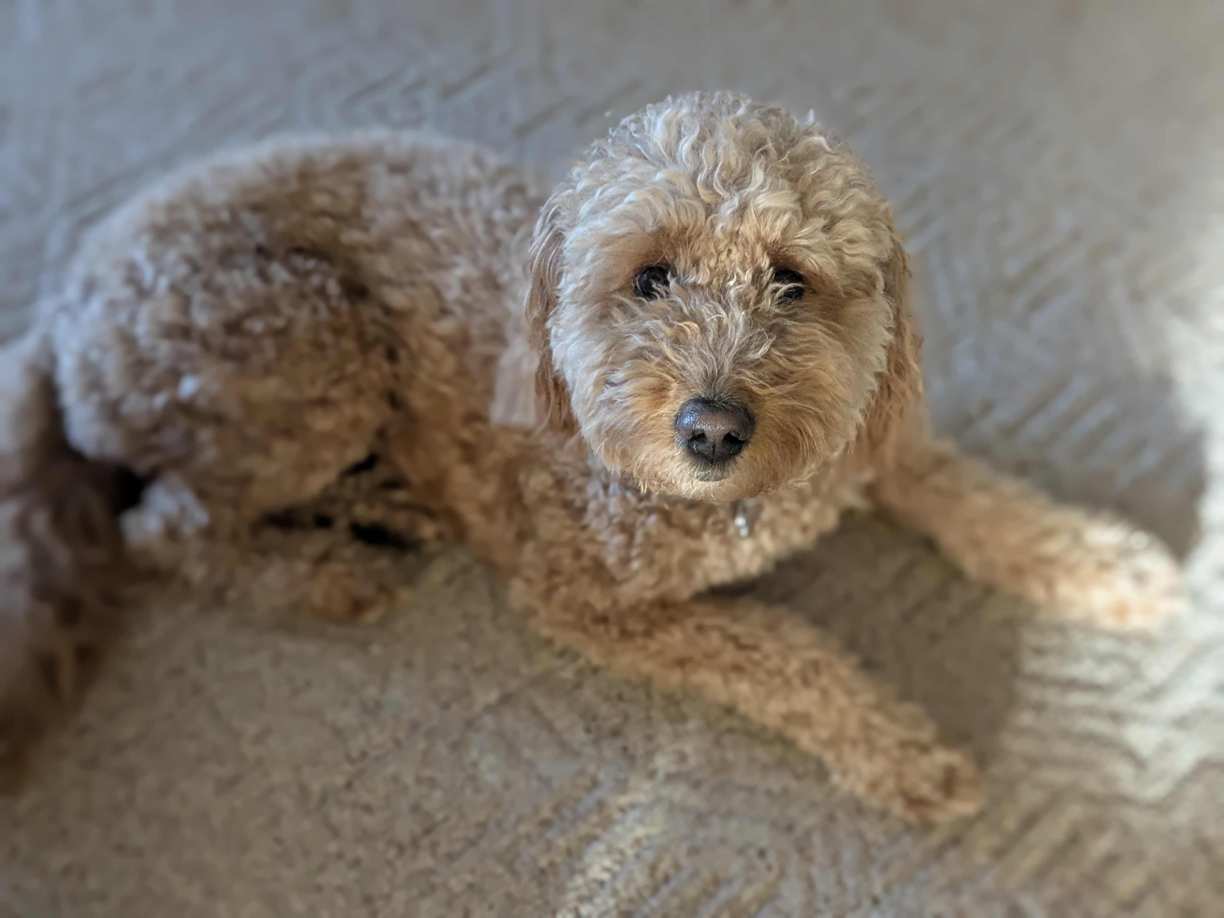 Picture of my Goldendoodle, Luna