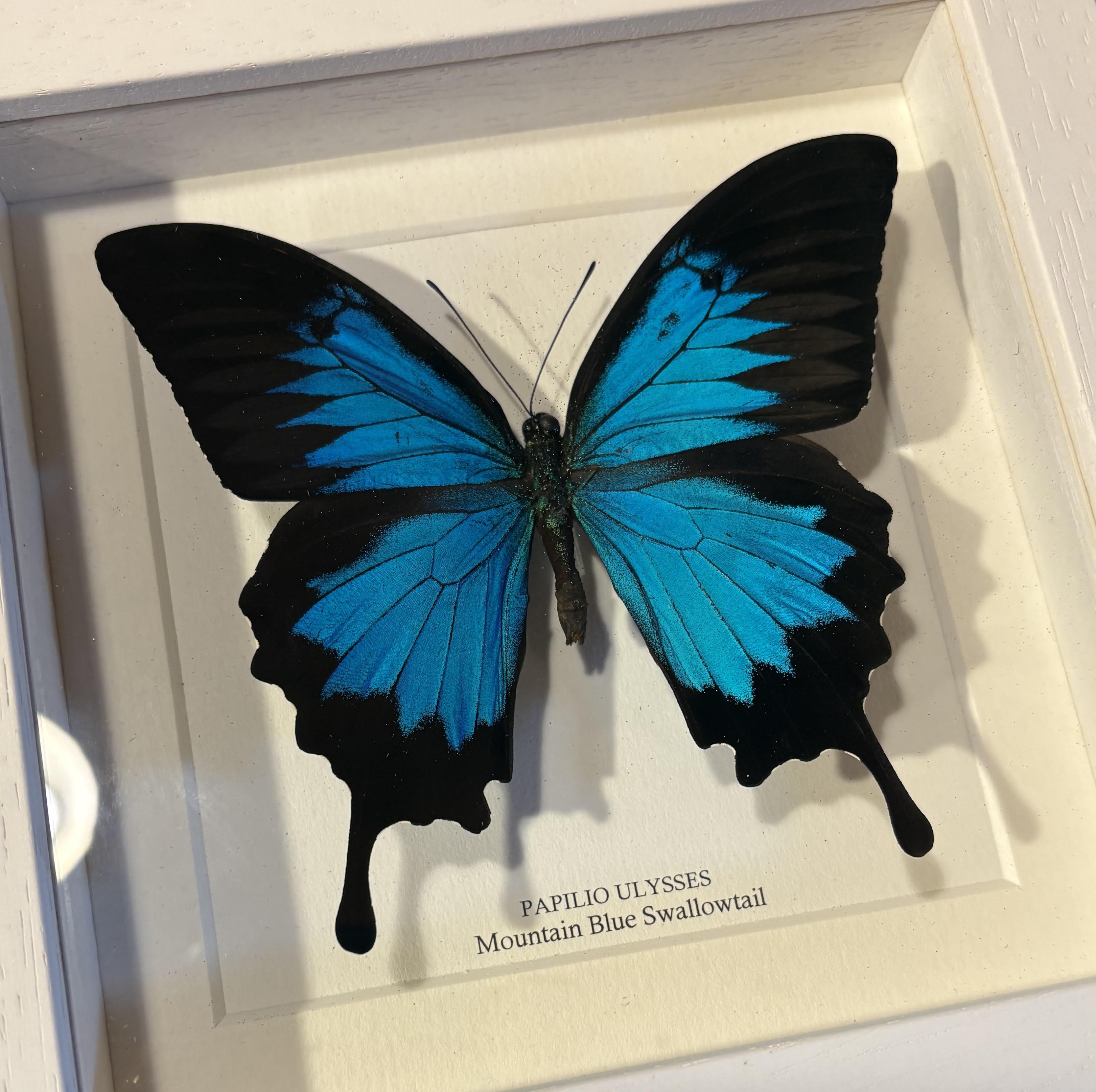 Blue Mountain Swallowtail Butterfly