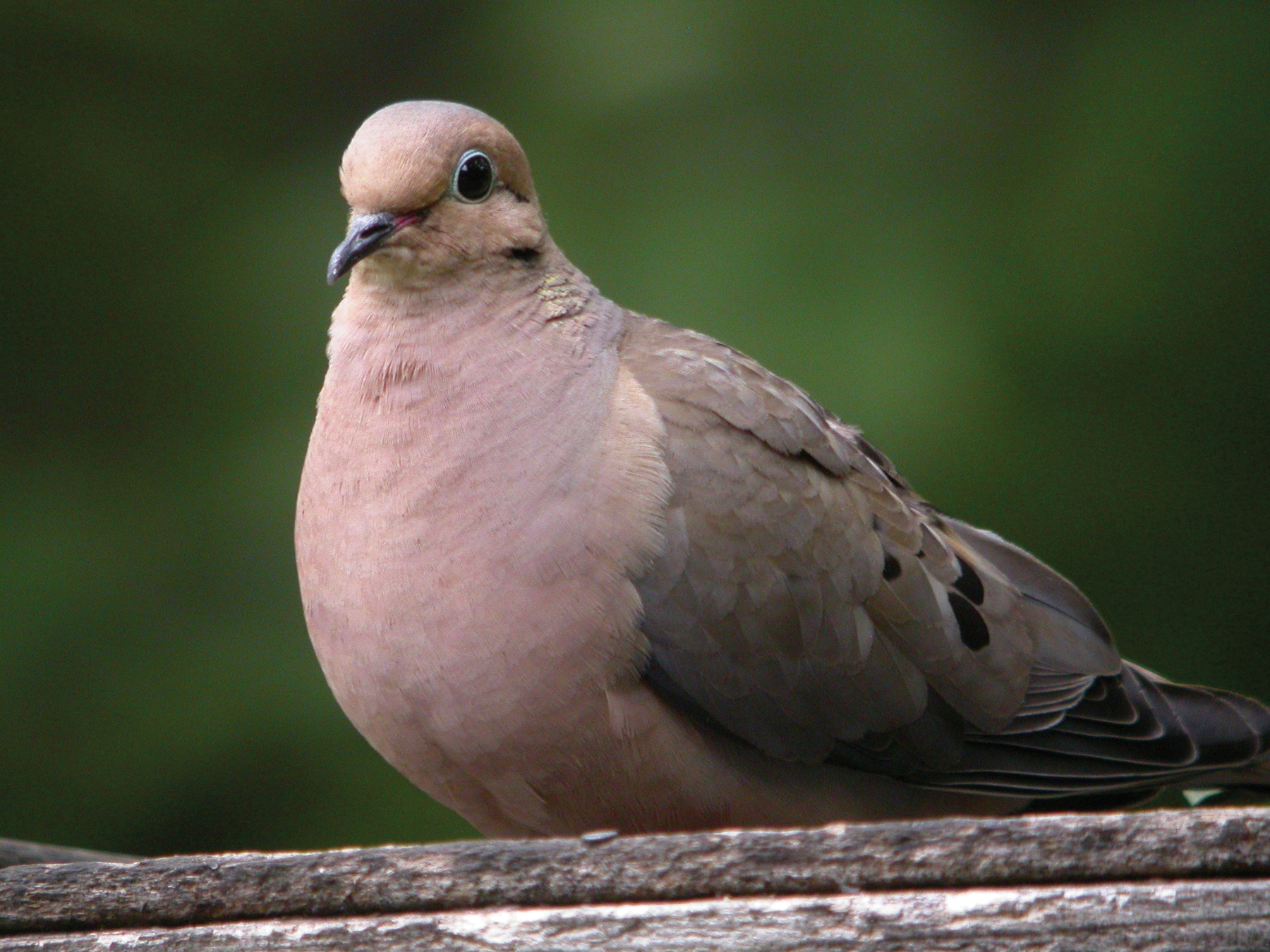 mourning dove